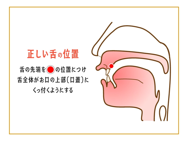 口呼吸を改善する正しい舌の位置